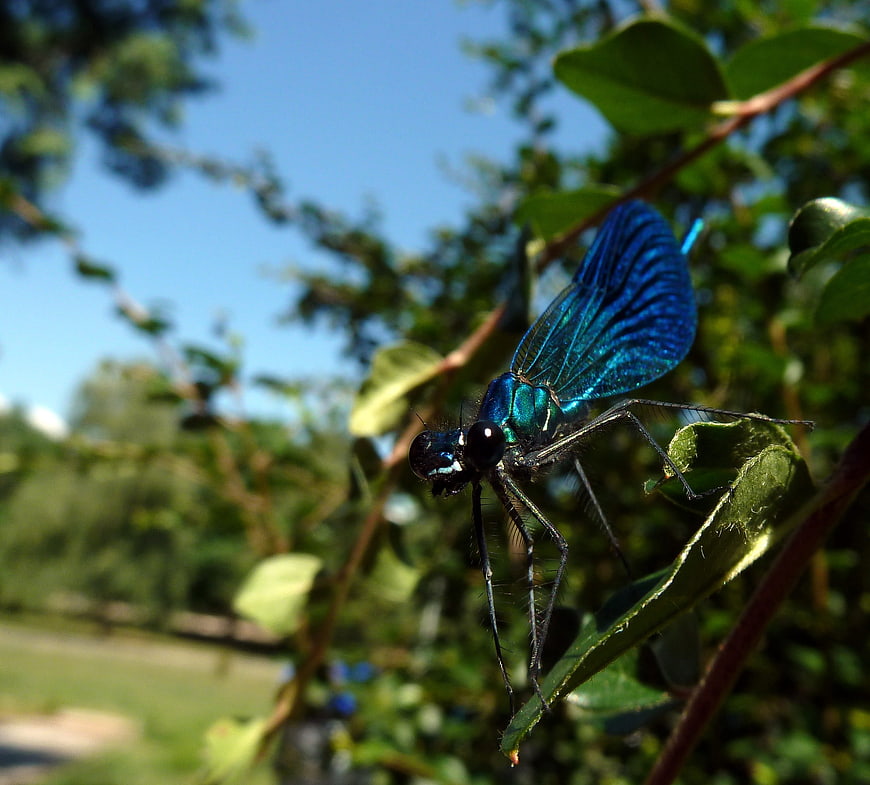 Close-up of a vibrant blue dragonfly on a green leaf