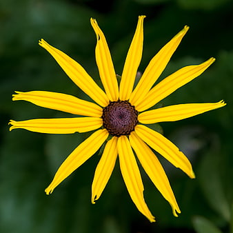 Close-up of a vibrant yellow black-eyed susan flower