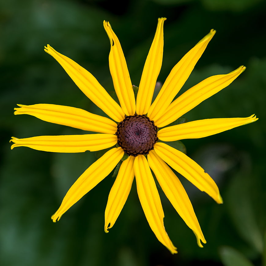Close-up of a vibrant yellow black-eyed susan flower