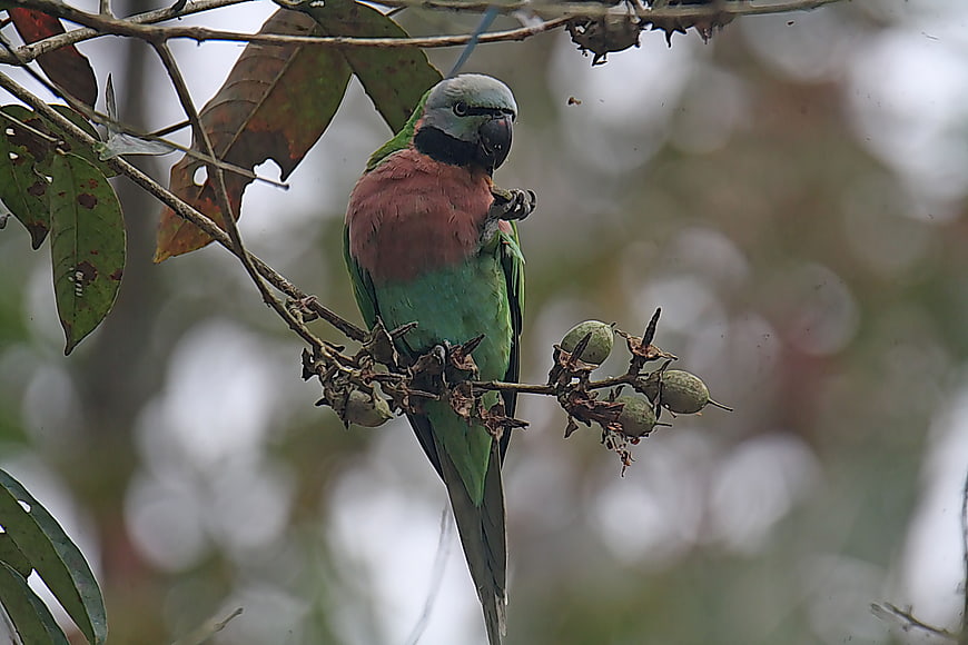 Red-breasted Parakeet Perched on Branch