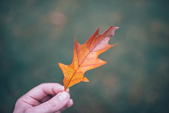 Hand holding orange oak leaf against blurred background