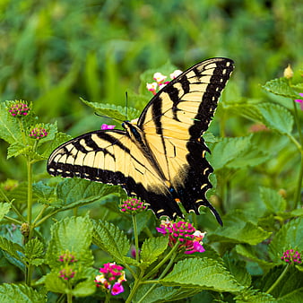 Eastern Tiger Swallowtail Butterfly on Pink Lantana Flowers