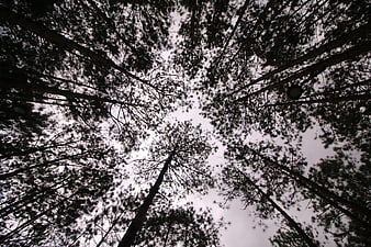 Low angle view of tall pine trees against overcast sky