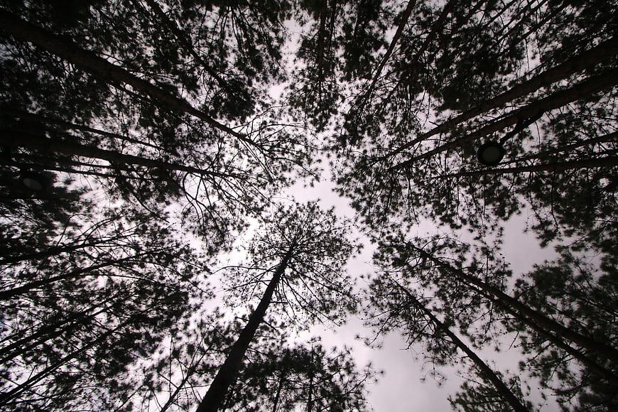 Low angle view of tall pine trees against overcast sky