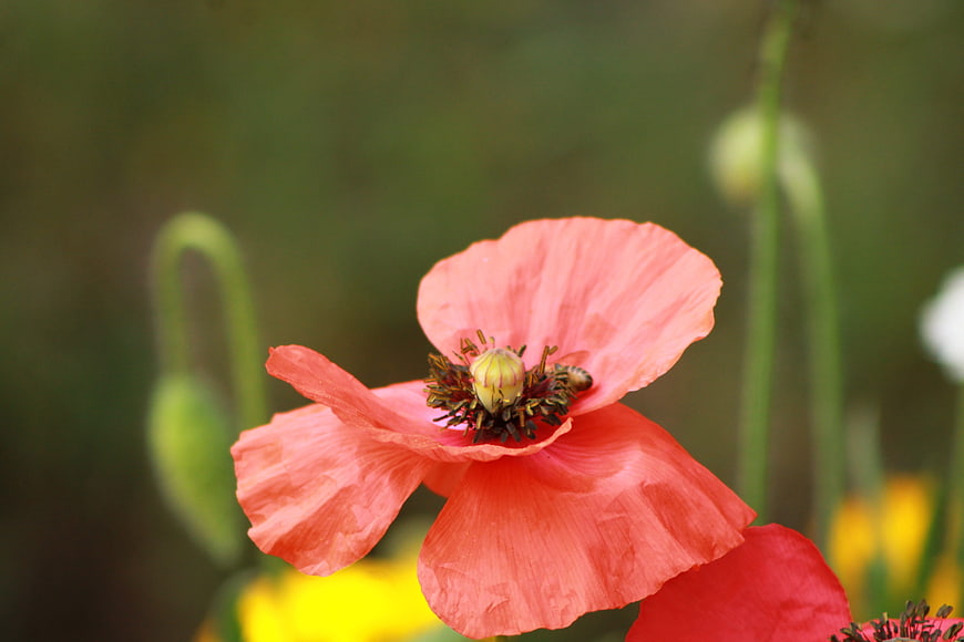 Close-up of a red poppy flower with a bee on the stamen