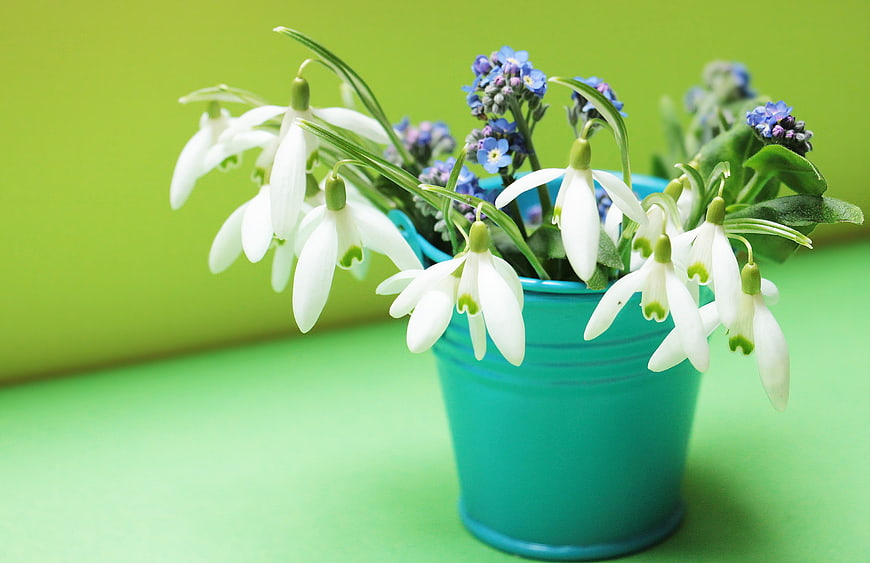 White Snowdrops and Blue Forget-Me-Nots in Teal Bucket on Green Background