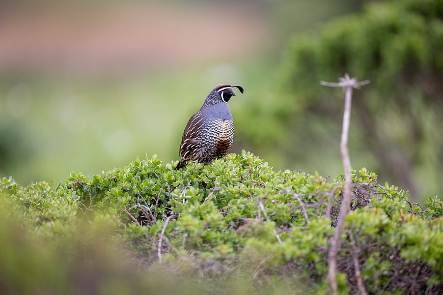 California Quail Perched on Green Bush in Nature
