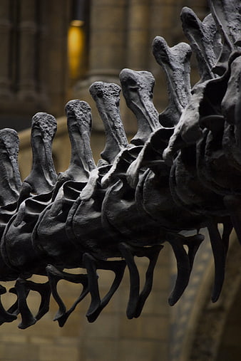 Close-up of dinosaur vertebrae spine in museum