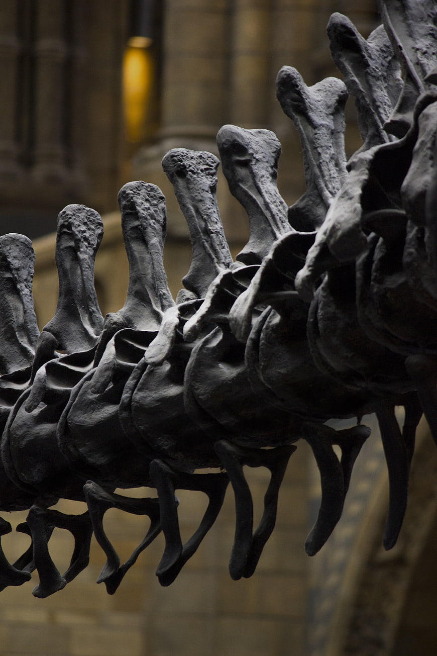 Close-up of dinosaur vertebrae spine in museum