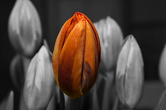 Selective Color Photography of Orange Tulip Bud