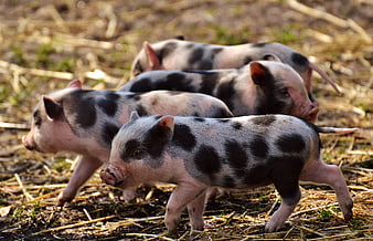 Cute spotted piglets walking on straw in a farm