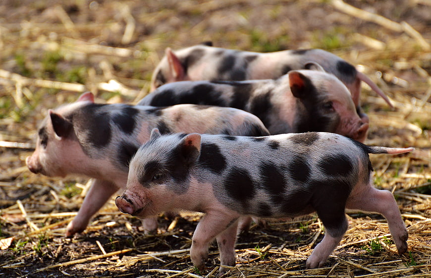 Cute spotted piglets walking on straw in a farm