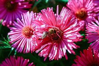 Honeybee Pollinating Vibrant Pink Aster Flowers in Garden