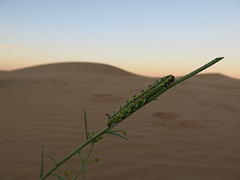 Green caterpillar on plant stem in desert at sunset