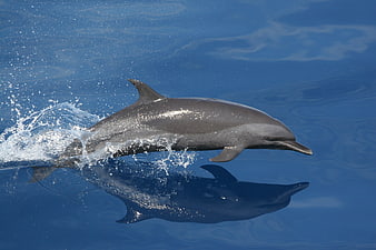 Dolphin Jumping Out Of Blue Ocean Water With Reflection