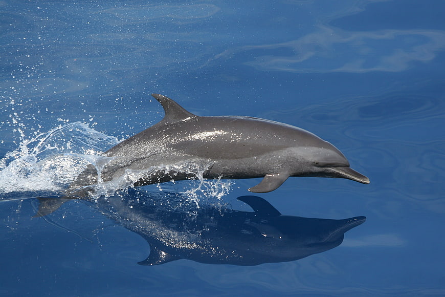 Dolphin Jumping Out Of Blue Ocean Water With Reflection
