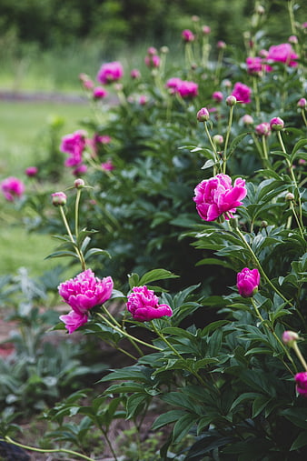 Vibrant Pink Peonies Blooming in a Lush Green Garden