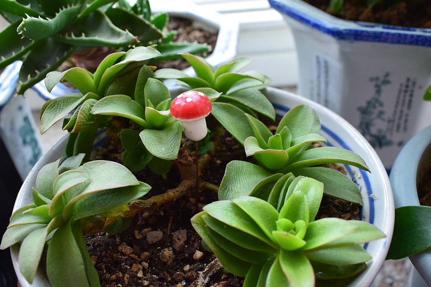 Red mushroom figurine nestled in potted succulent plant