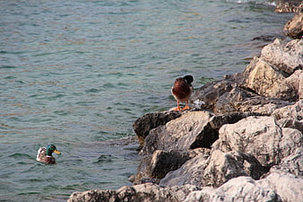 Mallard ducks on rocky riverbank with water