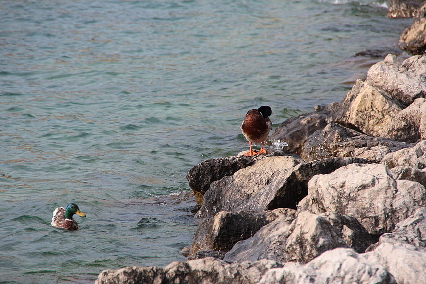 Mallard ducks on rocky riverbank with water