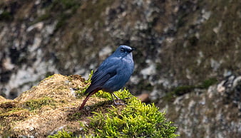 Blue Redstart Bird Perched on Mossy Rock in Nature