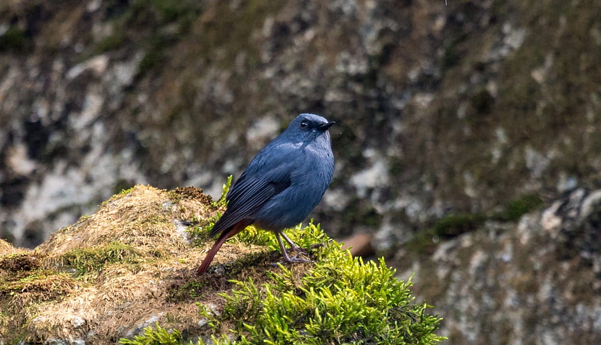 Blue Redstart Bird Perched on Mossy Rock in Nature