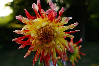 Vibrant Red and Yellow Dahlia Flower Close-Up