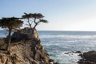 Lone Cypress Tree on Rocky Cliff Overlooking Pacific Ocean
