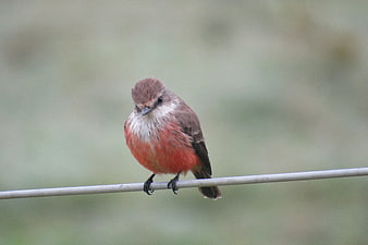 Vermilion Flycatcher Perched on Wire in Nature