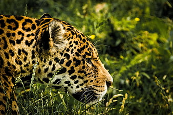Close-up profile of a jaguar in tall grass