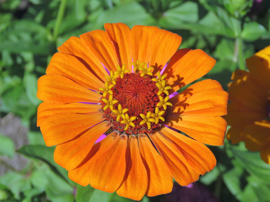 Vibrant Orange Zinnia Flower Close-Up in Garden