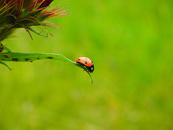 Seven-spot Ladybug Crawling on Green Leaf Against Blurred Background