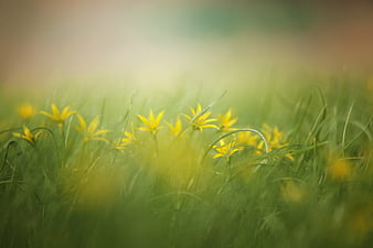Yellow Wildflowers In Green Meadow With Soft Morning Mist