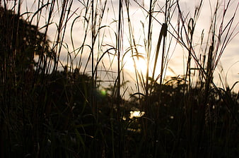 Sunset Silhouette Through Tall Grass Stems