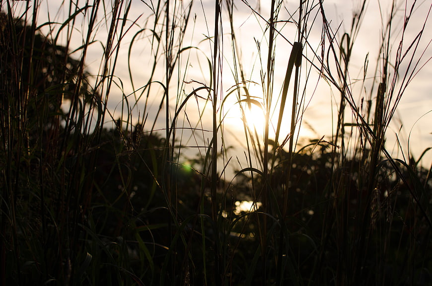 Sunset Silhouette Through Tall Grass Stems