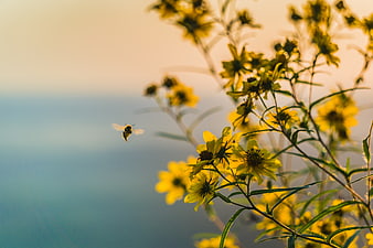 Bee Flying Towards Yellow Wildflowers at Sunset