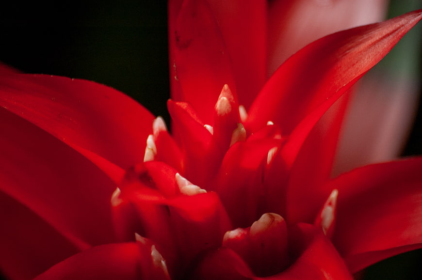 Close-up of vibrant red bromeliad flower petals