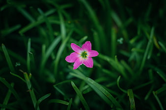 Pink Rain Lily Flower Blooming in Green Grass
