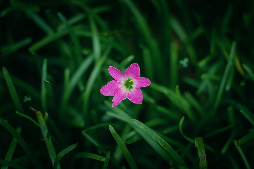 Pink Rain Lily Flower Blooming in Green Grass