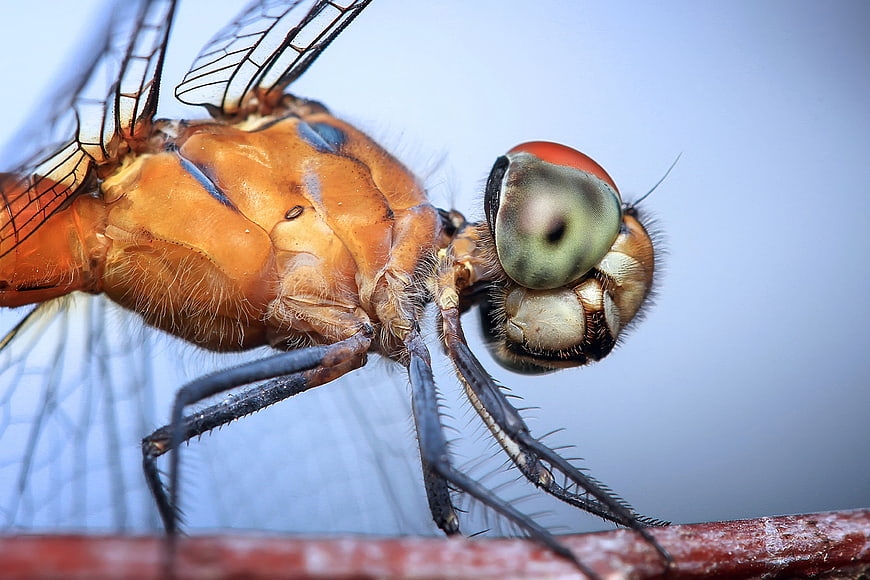 Macro Close-Up of Orange Dragonfly Head and Wings