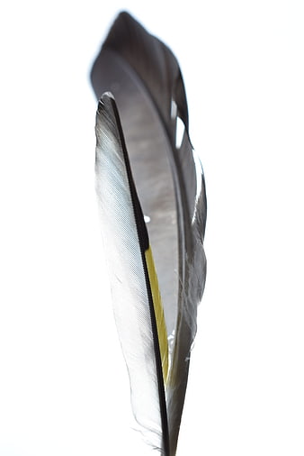 Close-up of a bird feather with yellow shaft on white background