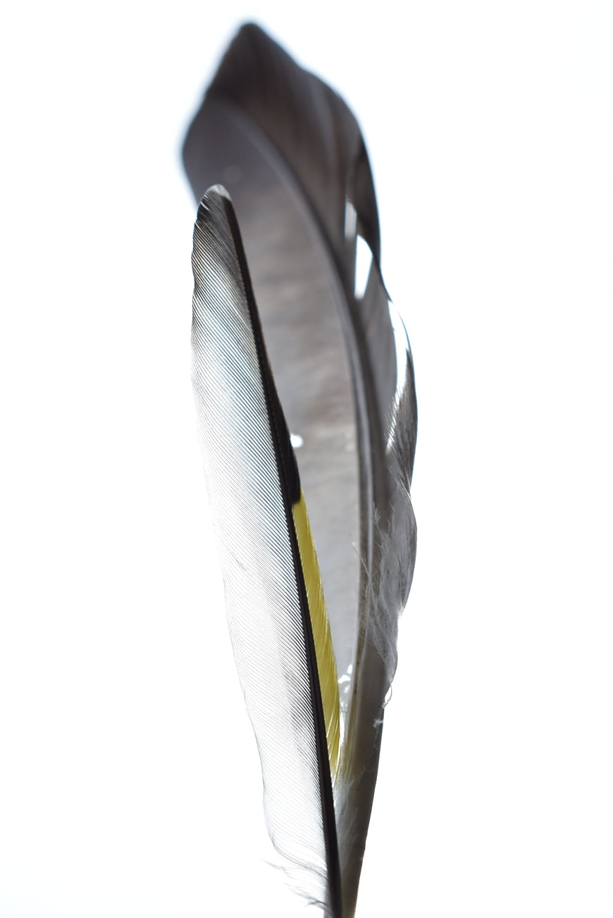 Close-up of a bird feather with yellow shaft on white background