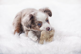 Adorable Blue-Eyed Puppy Chewing Bone on White Fur