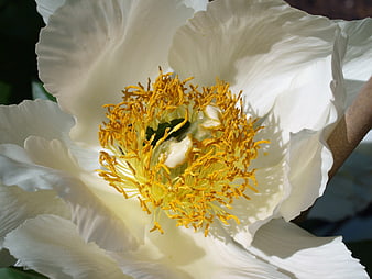 Close-up of White Peony with Yellow Stamen