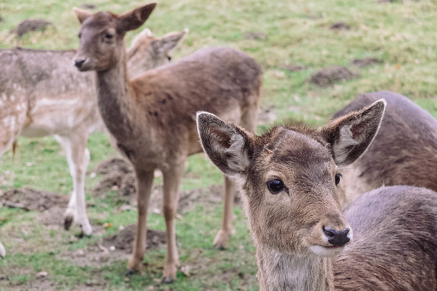 Close-up of a young deer in a grassy field