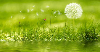 Magical Dandelion Seeds and Ladybugs in Green Grass