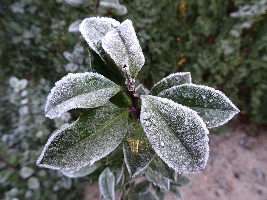 Close-up of green leaves covered in white frost crystals