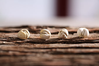 Four white seeds on rustic weathered wood surface