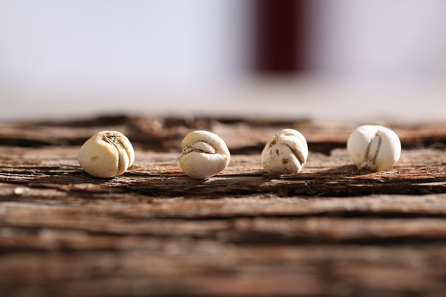 Four white seeds on rustic weathered wood surface