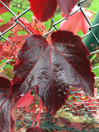 Close-up of vibrant red autumn leaf on chain link fence